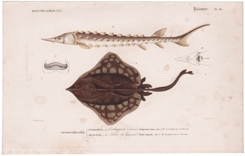 Sturgeon Ray